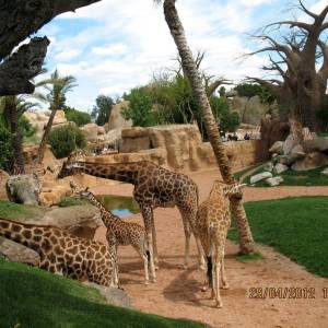 valencia-spain-500-bioparc